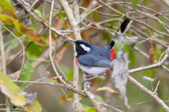 Granatellus venustus