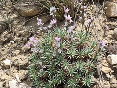 Acantholimon schemachense
