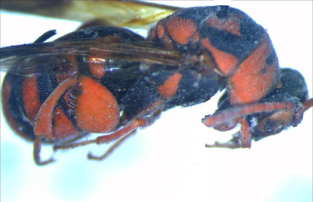 Leucospis miniata