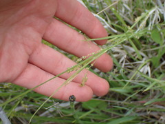 Carex aurea