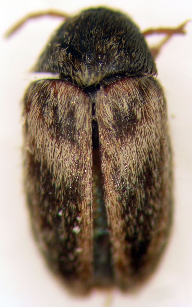 Novelsis uteana