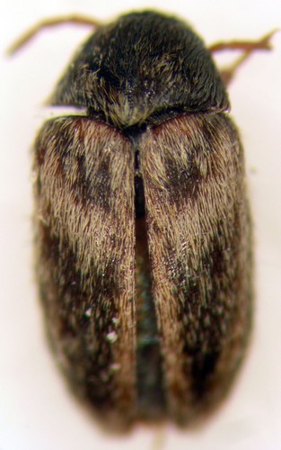 Novelsis uteana