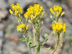 Odontarrhena muralis