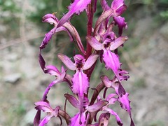Himantoglossum formosum
