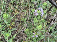 Ziziphora clinopodioides