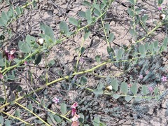 Capparis spinosa herbacea