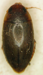 Copelatus chevrolati