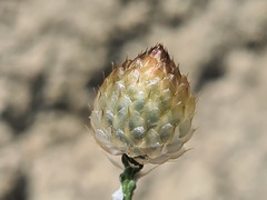 Callicephalus nitens