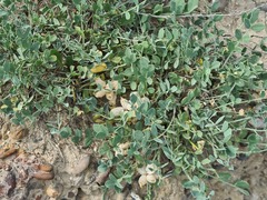 Astragalus calycinus