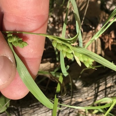 Carex glaucodea