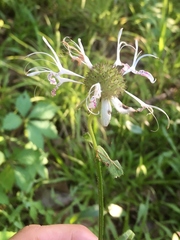 Monarda russeliana