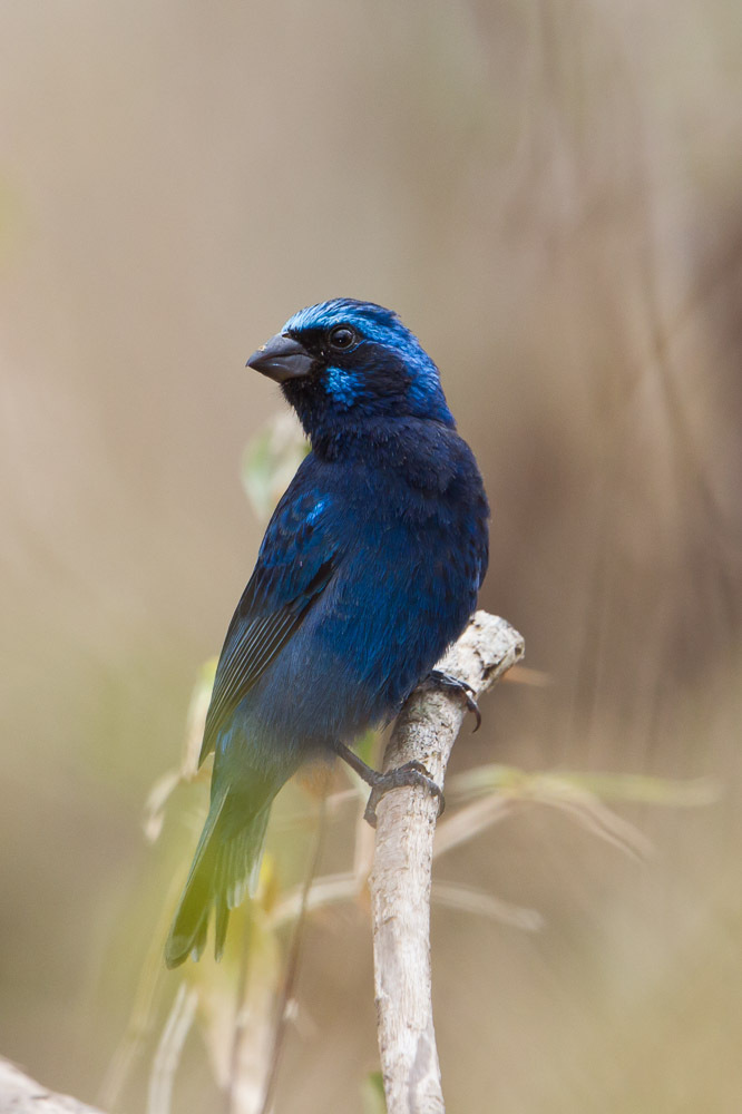 Blue Buntings