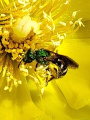 Agapostemon virescens