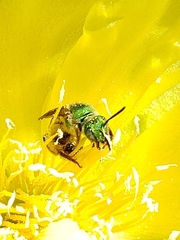 Agapostemon virescens