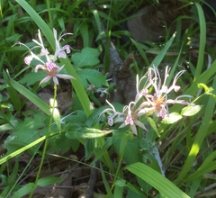 Monarda russeliana