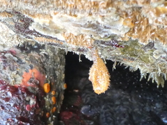 Boltenia villosa