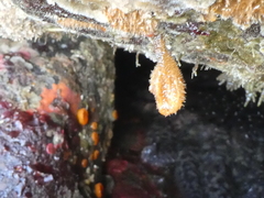 Boltenia villosa