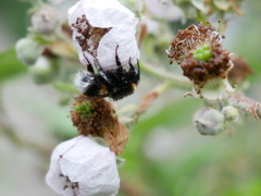 Bombus