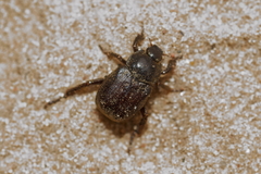 Hoplia graminicola