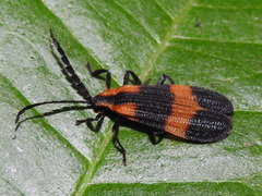 Calopteron discrepans