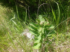 Asclepias viridiflora