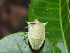 Arvelius albopunctatus