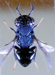 Perilampus auratus