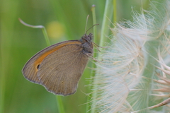 Maniola jurtina