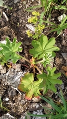 Alchemilla sarmatica