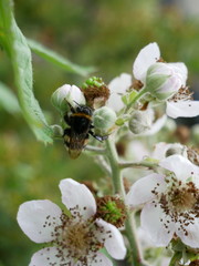 Bombus