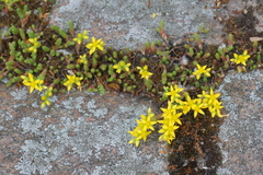 Sedum acre