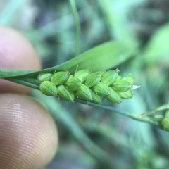 Carex glaucodea