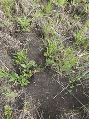 Thomomys talpoides