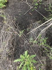 Thomomys talpoides