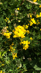 Lotus corniculatus