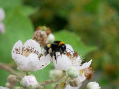 Bombus