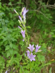 Campanula sibirica elatior