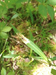 Calycomyza promissa