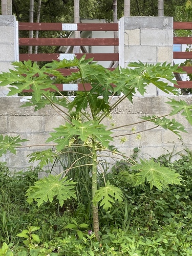Caricaceae image