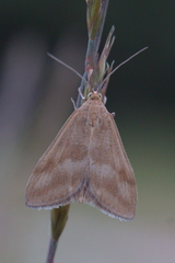 Pyrausta aerealis