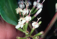 Scyphiphora hydrophylacea