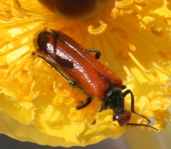 Eupompha schwarzi