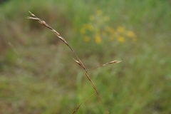 Melica subulata