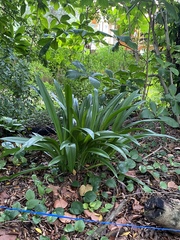 Hymenocallis littoralis