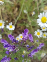 Teucrium orientale