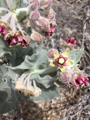 Asclepias californica
