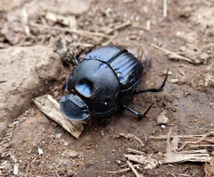 Sulcophanaeus batesi