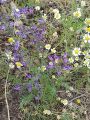 Teucrium orientale