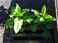 Phytolacca americana
