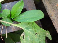 Phytolacca americana
